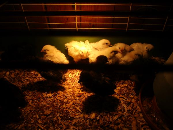 Baby-Chicks
